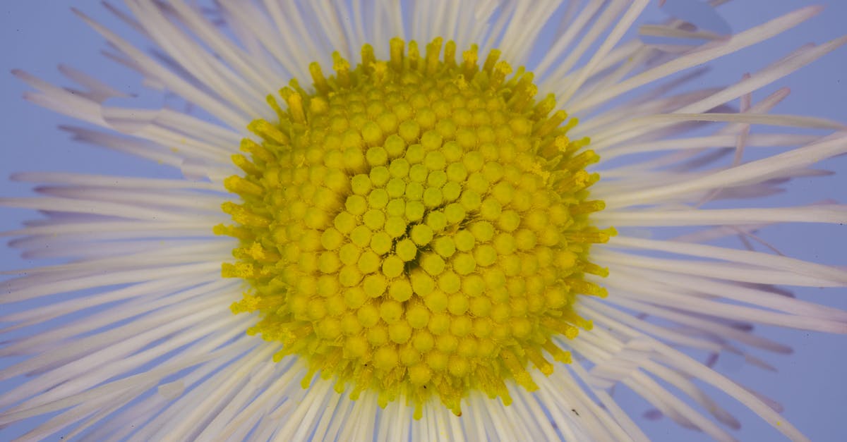 "Akiko's special jam"—or, making a bright yellow preserve [closed] - Closeup of amazing gentle blue spring daisy flower with thin white petals and yellow pestle against blue background