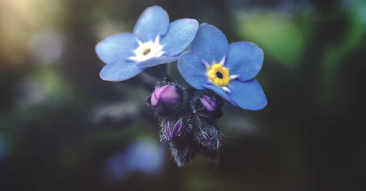 "Post-marinating"? Is it a real term or do my taste buds deceive me? - Selective Focus Photography of Blue Petaled Flowers