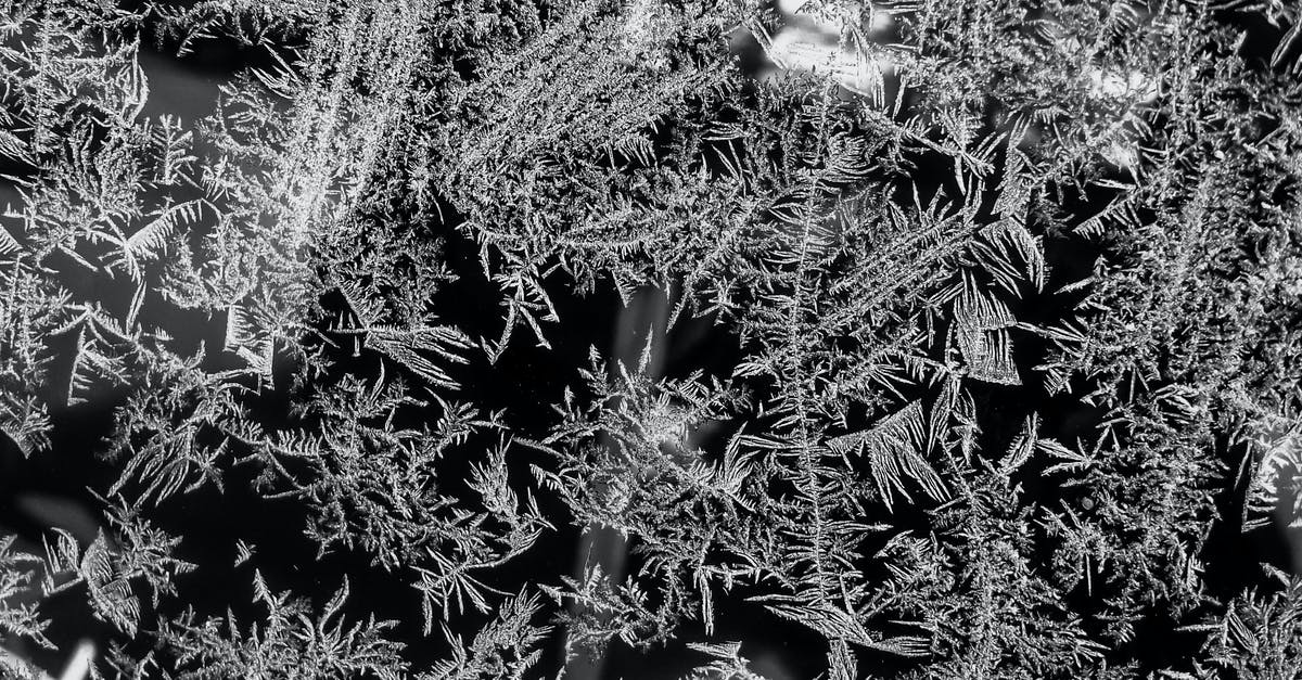 "Shelf"-life of frozen Kaffir lime leaves - Photo Of A Black And White Trees