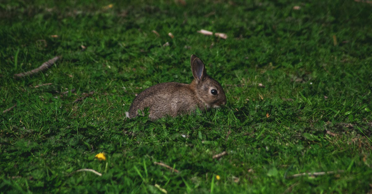 Rabbit Substitute? - Photo of Rabbit on Green Grass