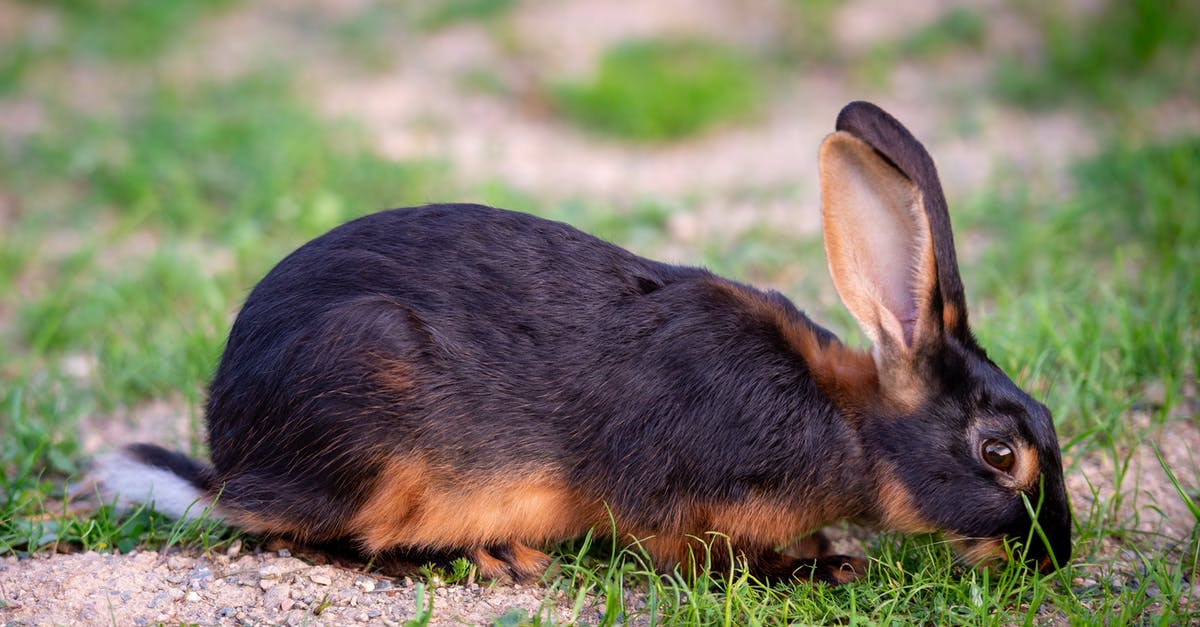 Rabbit Substitute? - A Black and Brown Rabbit on the Ground