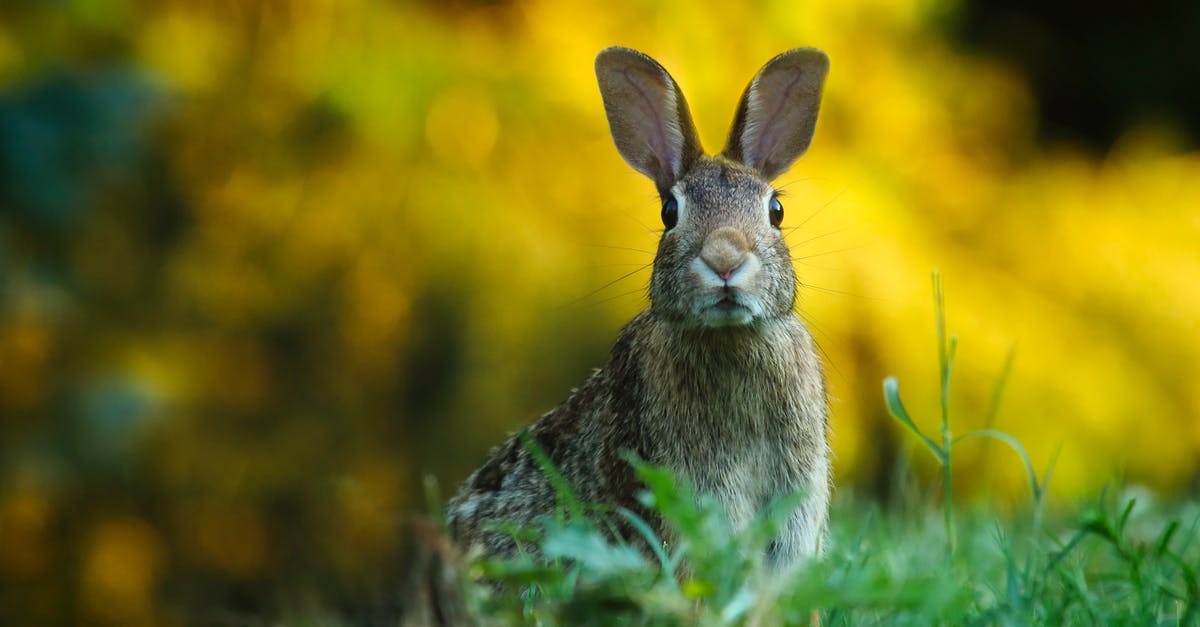 Rabbit Substitute? - Close-up of Rabbit on Field