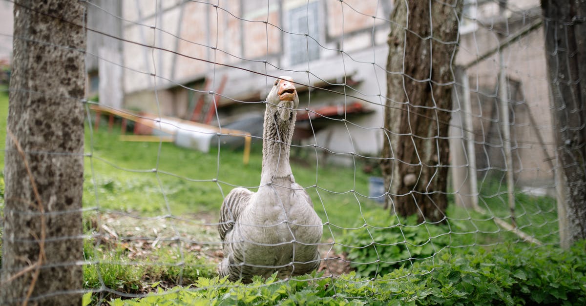 Recalling poultry known to have Salmonella - Grey Duck on Green Grass Field