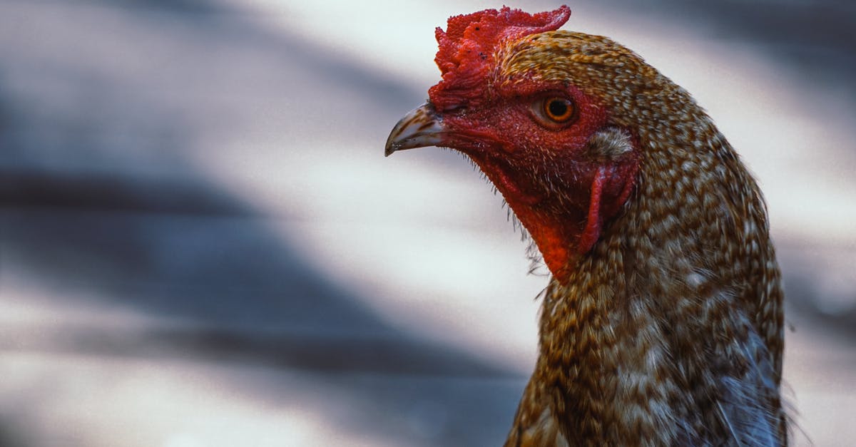 Recalling poultry known to have Salmonella - Brown and White Chicken in Close Up Photography