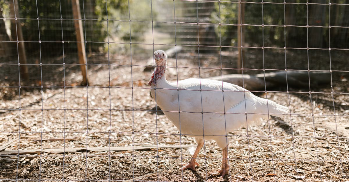 Recalling poultry known to have Salmonella - White Duck on Brown Soil