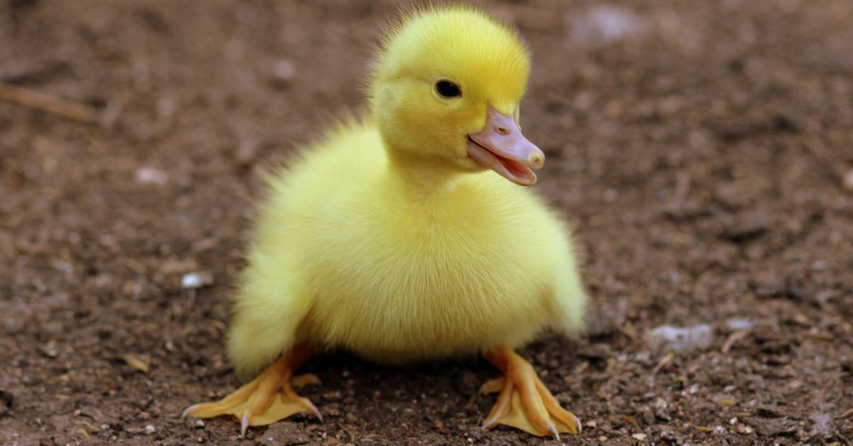 Recalling poultry known to have Salmonella - Duckling on Black Soil during Daytime