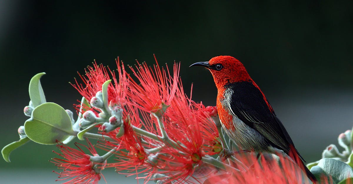 Red Copper Cookware - Red and Black Bird on Red Flowers