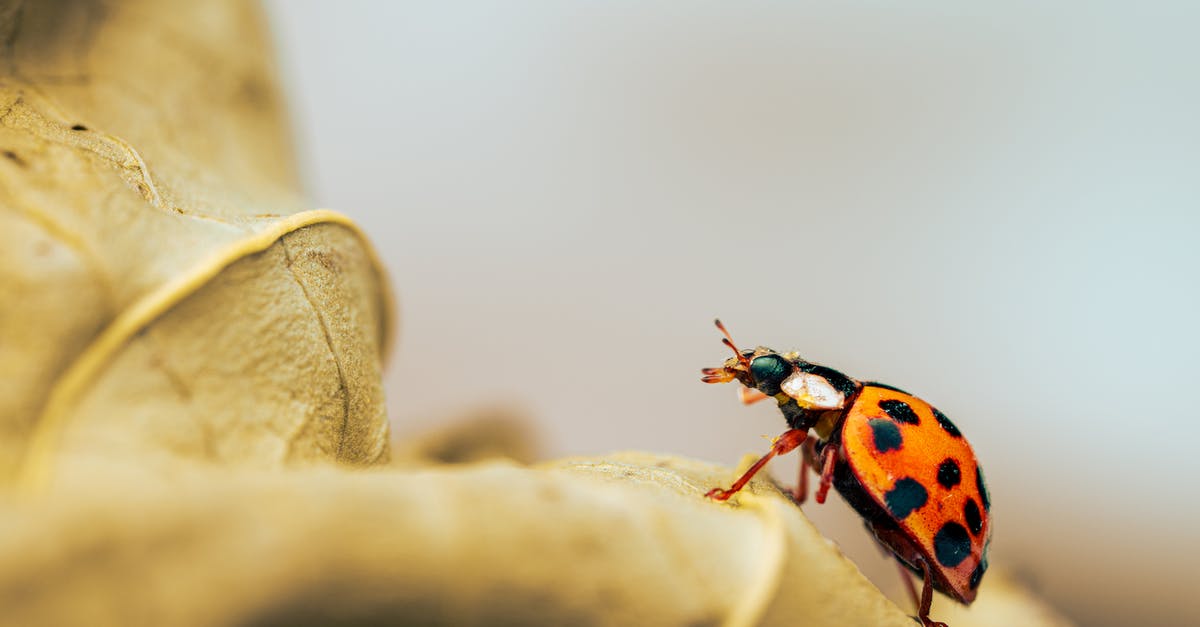 Red spots found in Active Dry yeast - Ladybug on dry rough leaf in forest