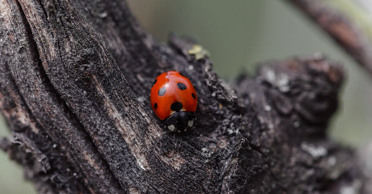 Red spots found in Active Dry yeast - Ladybug on dry trunk in nature