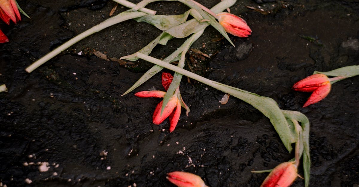 Red spots found in Active Dry yeast - From above of colorful flowers on thin stems on rough dark terrain in daylight