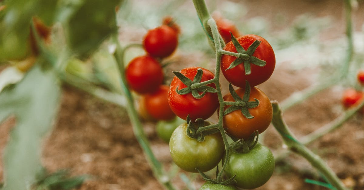 Red vs green jalapenos for canning - Red and Green Tomato Fruits