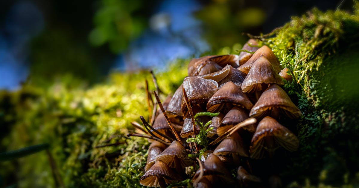 Red/Brown color on some Shiitake Mushrooms - Brown Mushrooms in Tilt Shift Lens