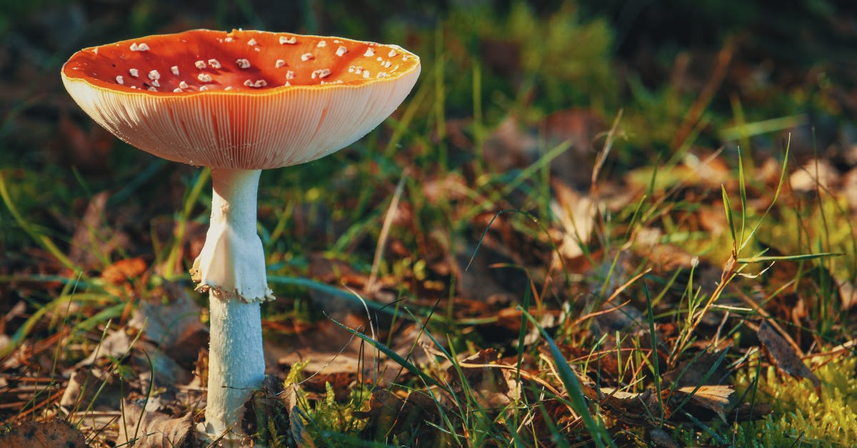 Red/Brown color on some Shiitake Mushrooms - Brown Mushroom