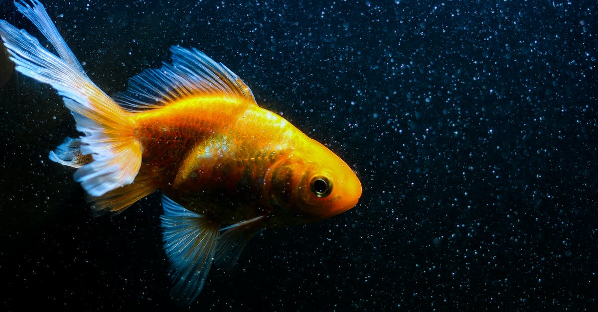 Refreezing Fish? Safe? [duplicate] - Free stock photo of animal, aquarium, aquatic