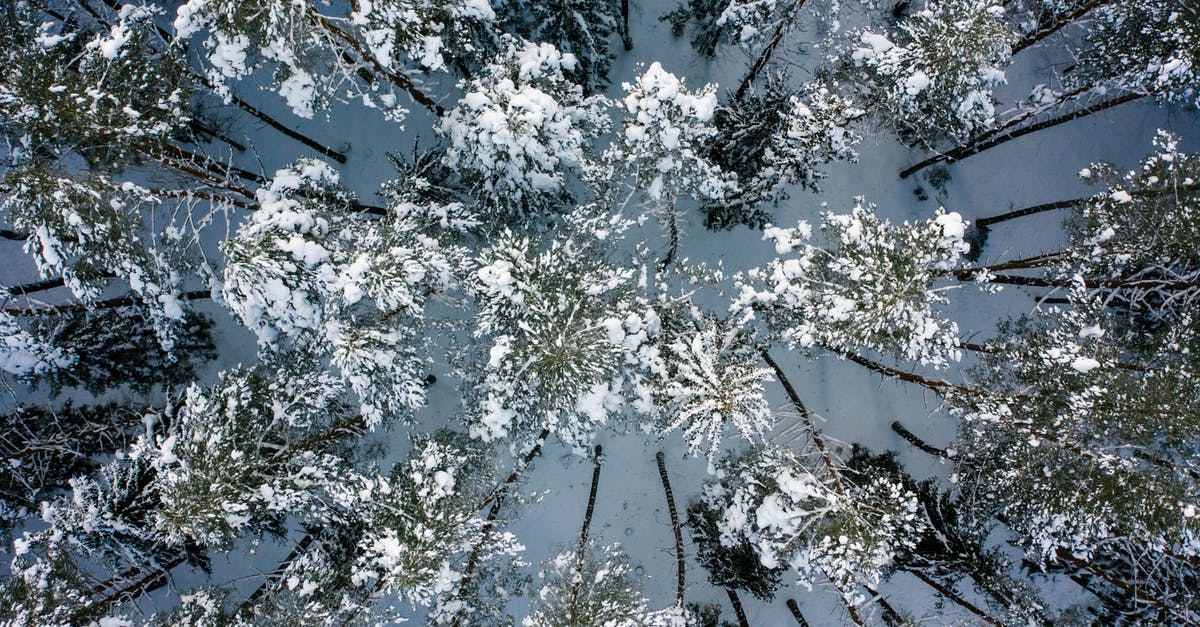 Reheating Frozen Brocolli Fritters - White and Green Leaf Trees