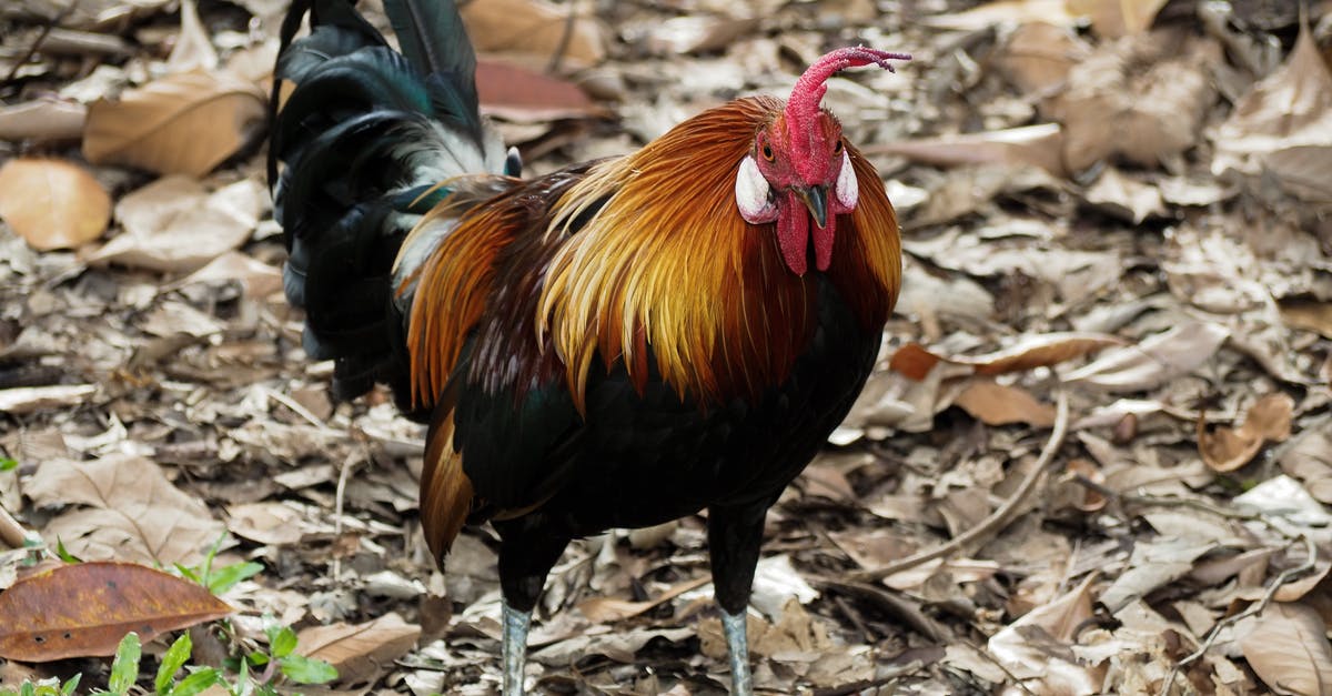 Remedy for Dry Chicken Yakhni pulao ? - A Rooster Walking on Dry Leaves