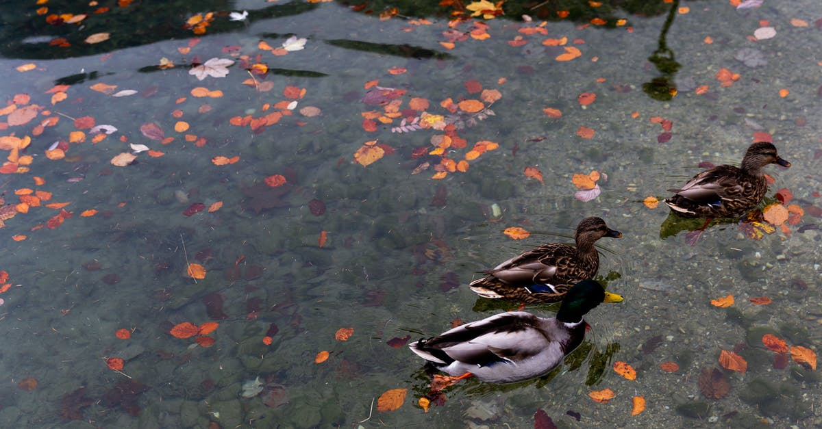 removing breast before roasting rest of duck? - Wild ducks swimming in calm lake with colorful autumnal leaves in water in park