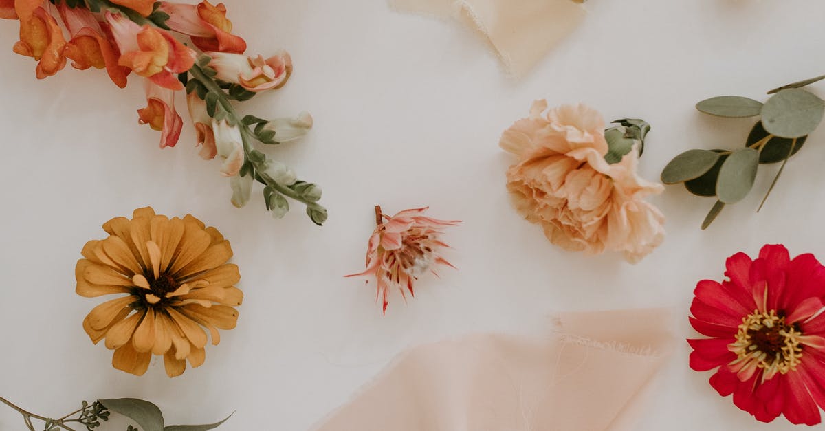 Removing that eggy smell from cakes - Top view composition of fresh snapdragon and eucalyptus leaves arranged with peony zinnia and dahlia flower heads on white surface