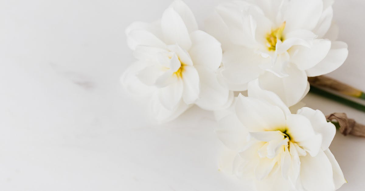 Removing that eggy smell from cakes - From above of freshly plucked fragrant white narcissi placed on clean white marble table