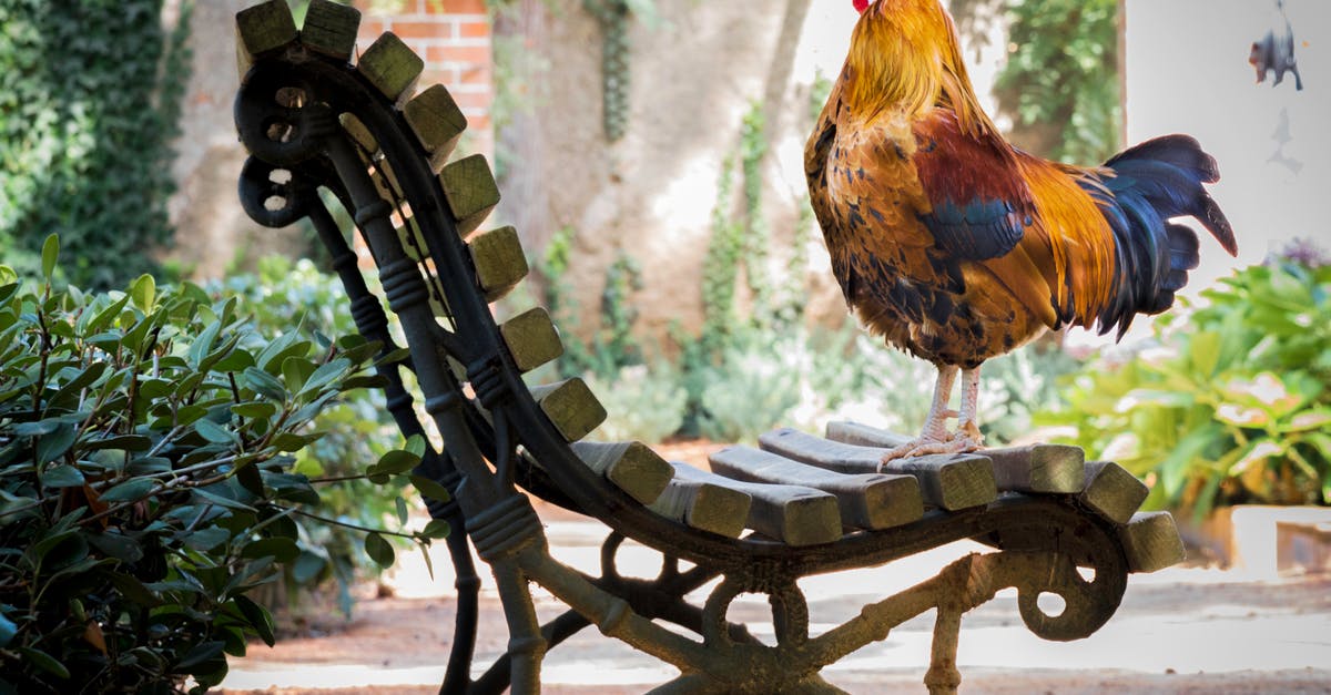 Roasted chicken ends up only salty outside - Close-up Photography of Orange Rooster on Brown Wooden Bench