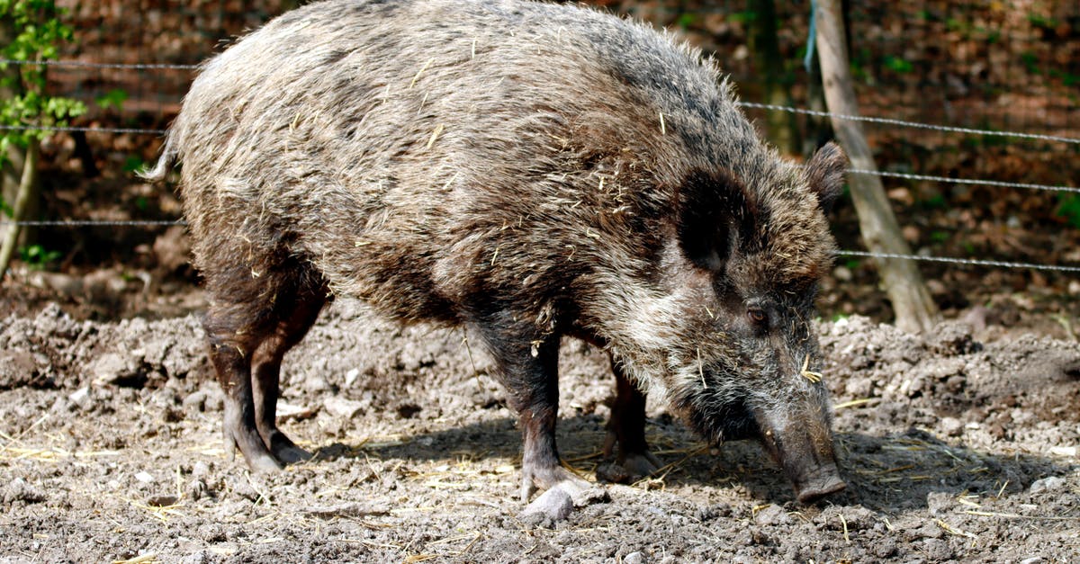 Roasting large leg of wild boar - sanglier