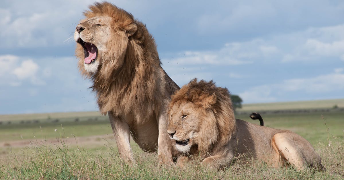 Roasting large leg of wild boar - Shallow Focus Photo of Two Brown Lions