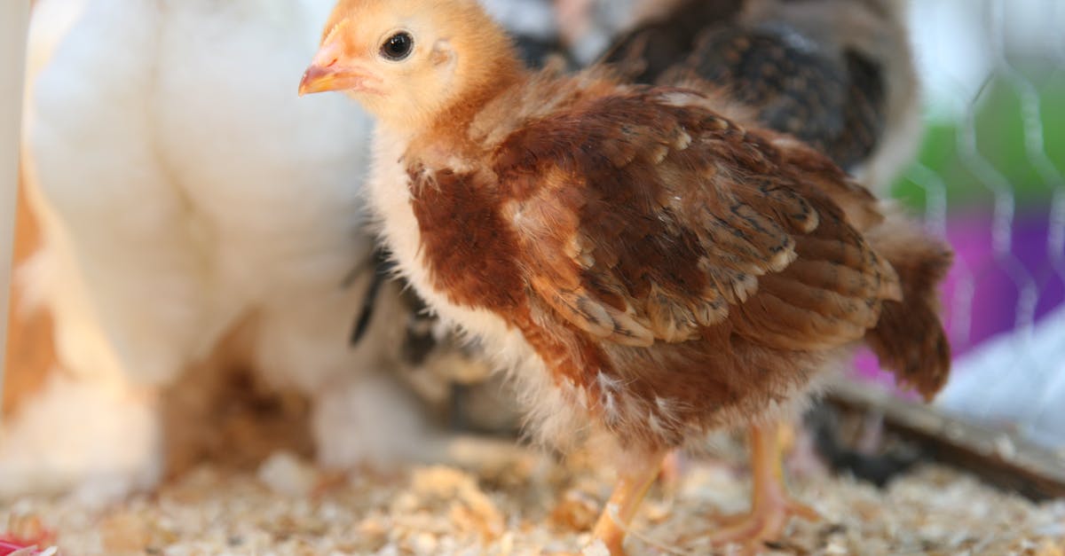 Roasting small chicken - Brown Chick