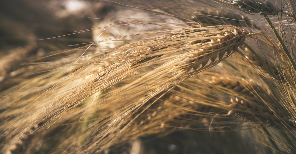 Rye flour in starter - Wheat Field