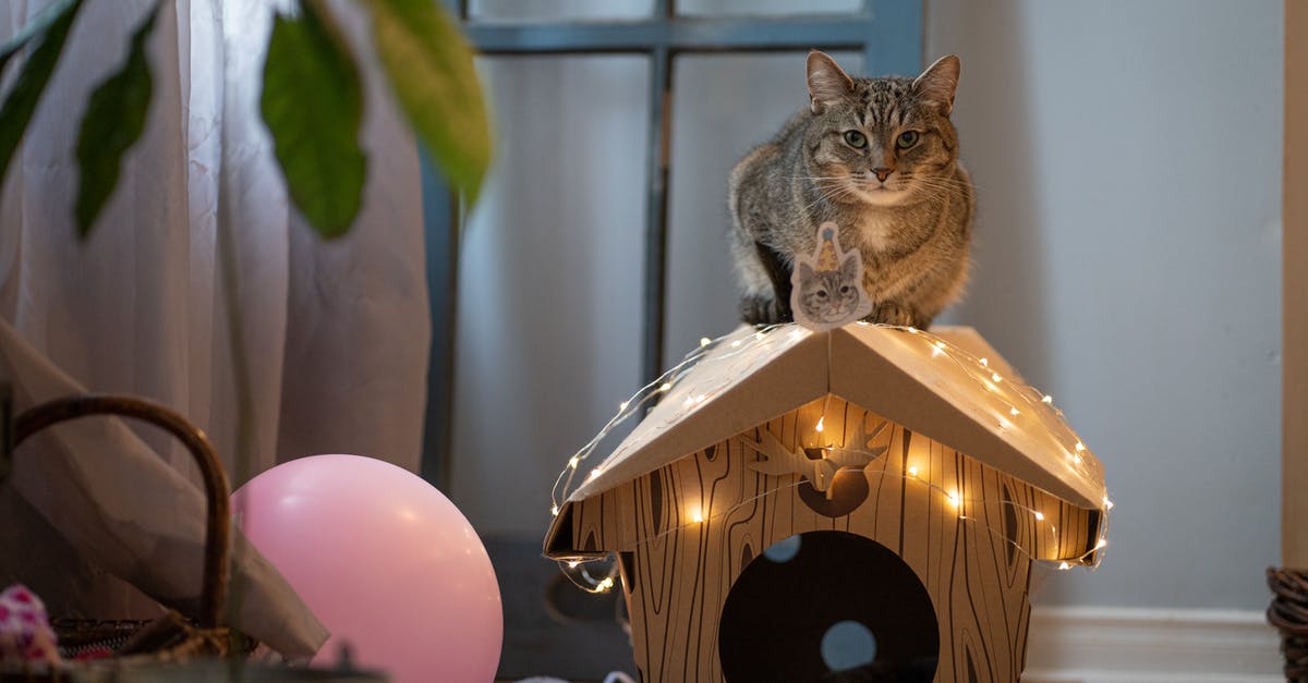 Safety of candies with cat in house? - A Tabby Cat Sitting on a Miniature Wooden House