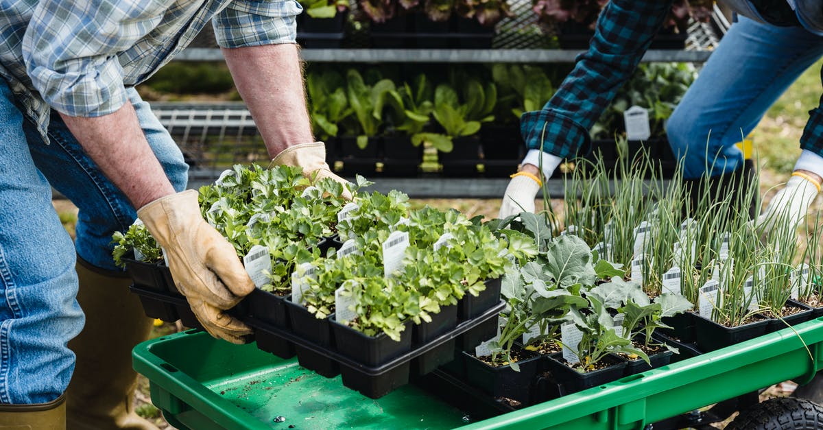 Salad ingredients: how to pick them at the market? - Crop couple of farmers picking containers with assorted plants