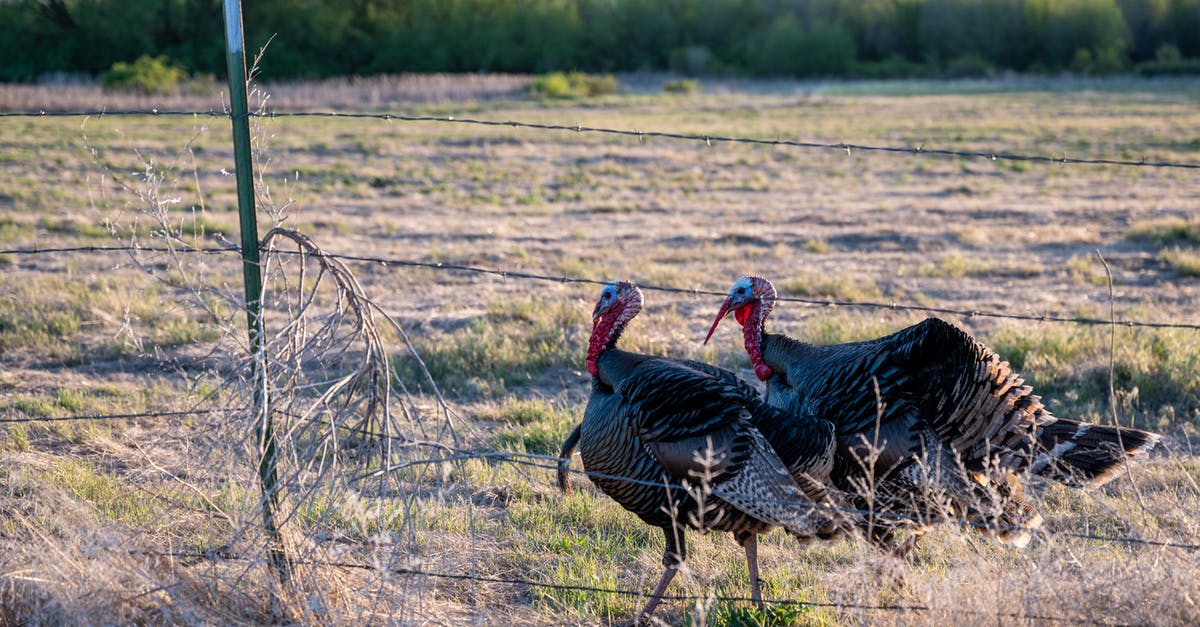 Salting ground Turkey - Two turkeys walking in paddock