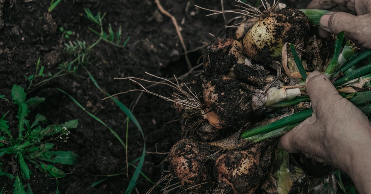 Sautéing big batch of onions - Green Plant on Brown Soil