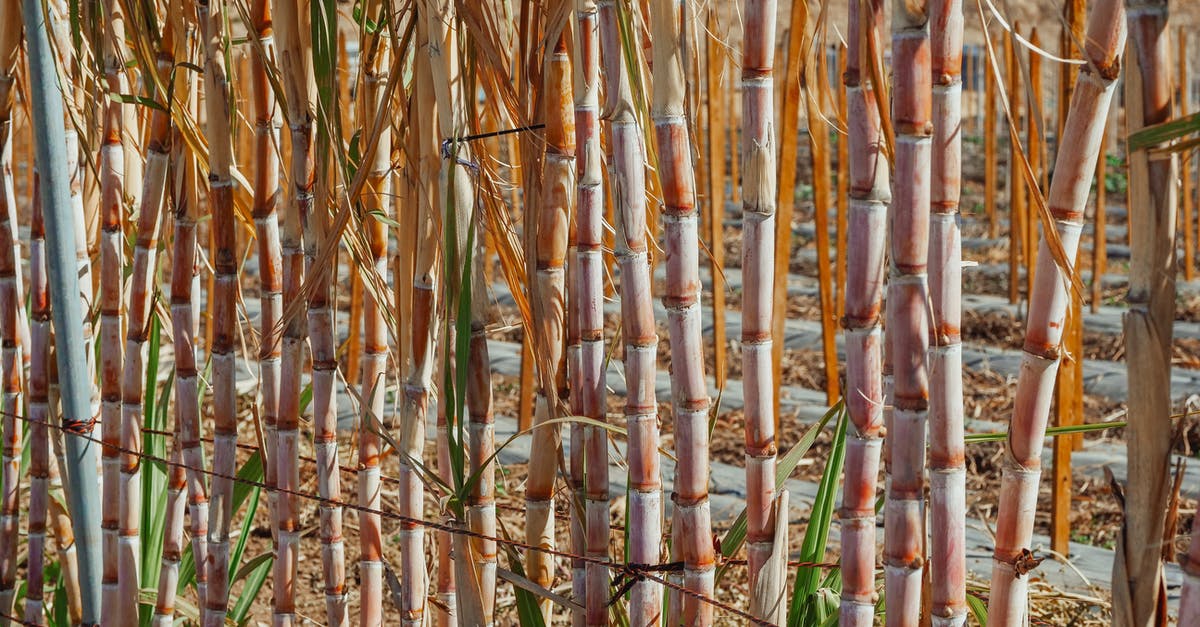 Scaled down batch of soda syphon batter - Free stock photo of abstract, agricultural, agriculture