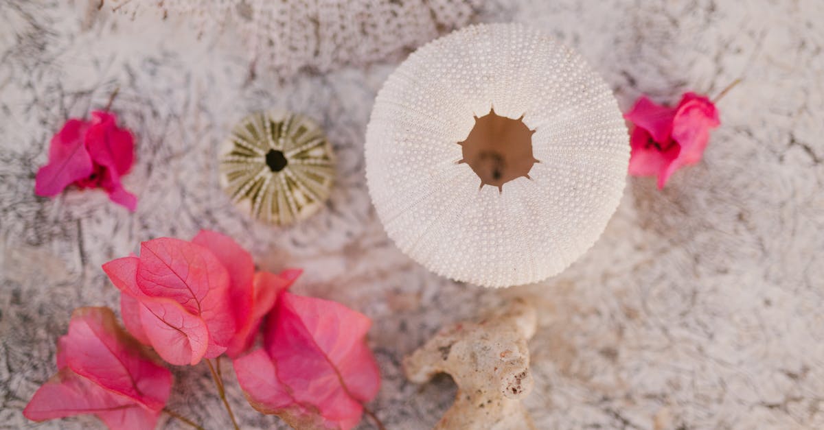 Sea Urchin Roe (uni) -- is a mixed yellow and brownish color okay? - Pink bougainvillea near assorted sea urchins in daylight