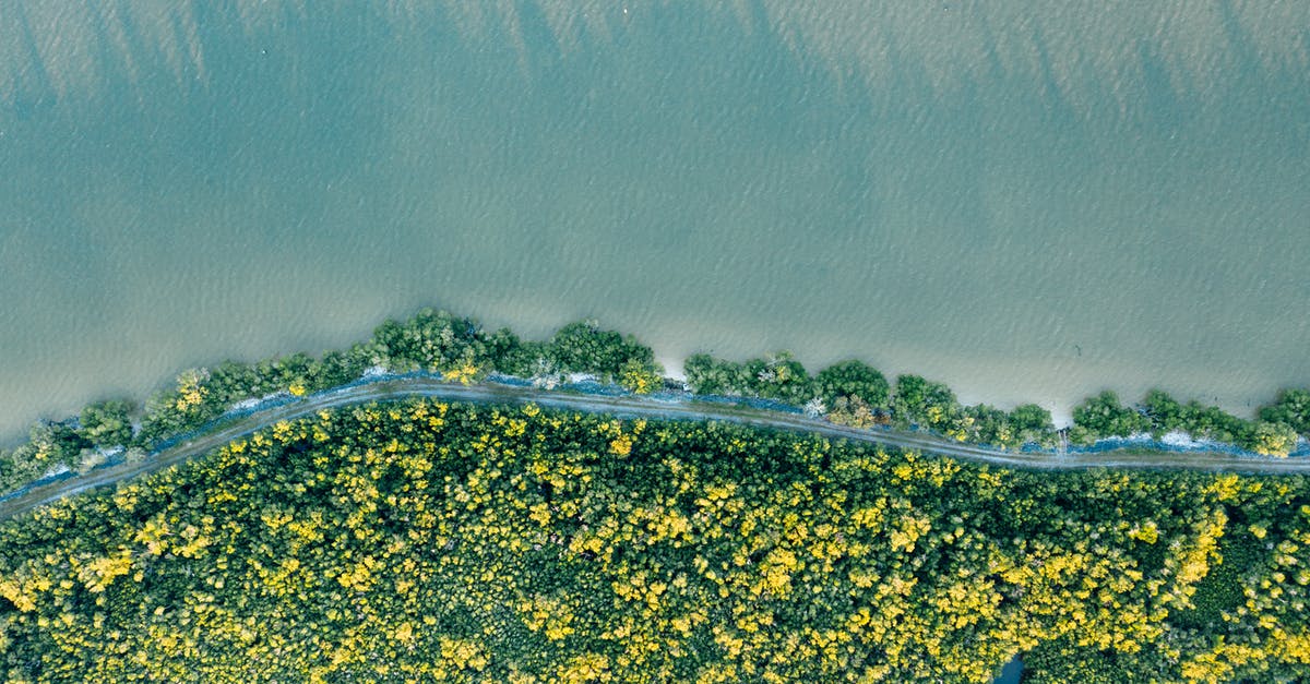 Sea Urchin Roe (uni) -- is a mixed yellow and brownish color okay? - Green bushes with blooming flowers near river and ocean