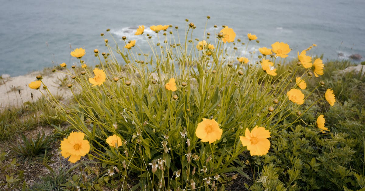 Sea Urchin Roe (uni) -- is a mixed yellow and brownish color okay? - Blooming wildflowers growing near sea