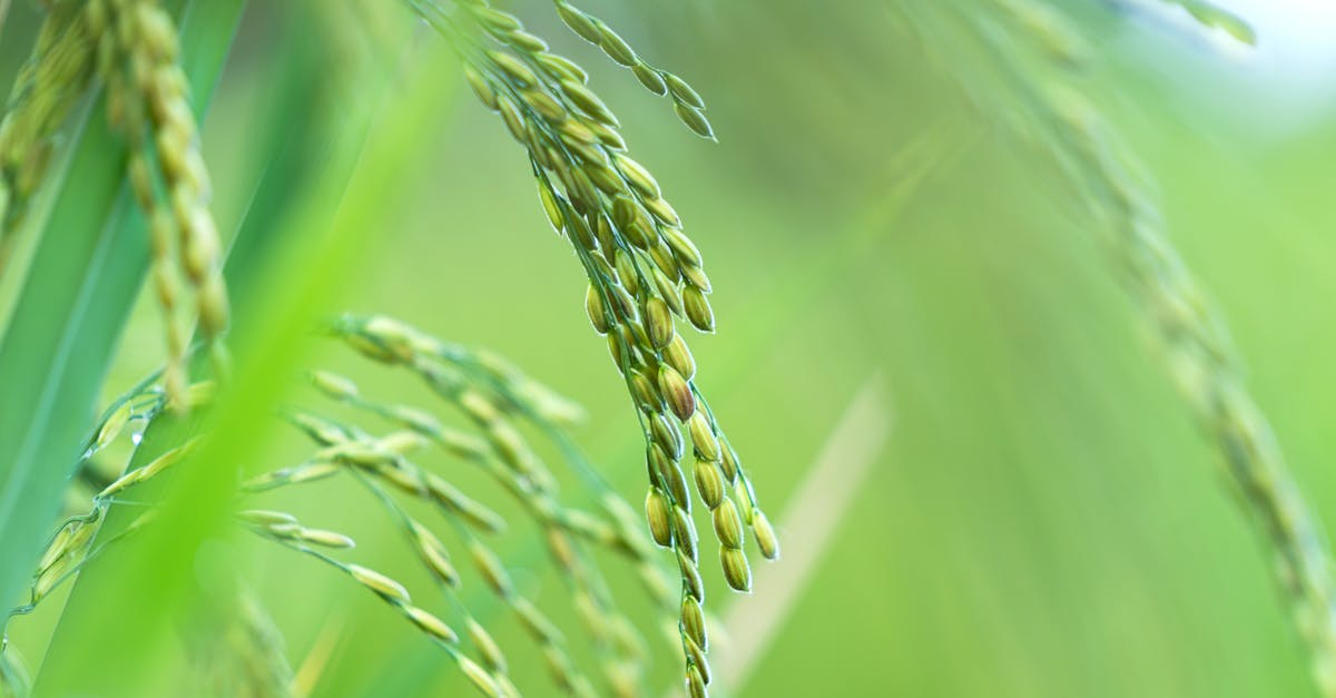 Season rice in Zojirushi - Closeup of green seeds of fresh organic rice plant growing in paddy field in countryside