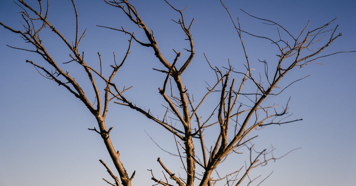 Seasoning none stick teflon pans [duplicate] - Top of tree with branches without leaves in end of autumn against blue sky