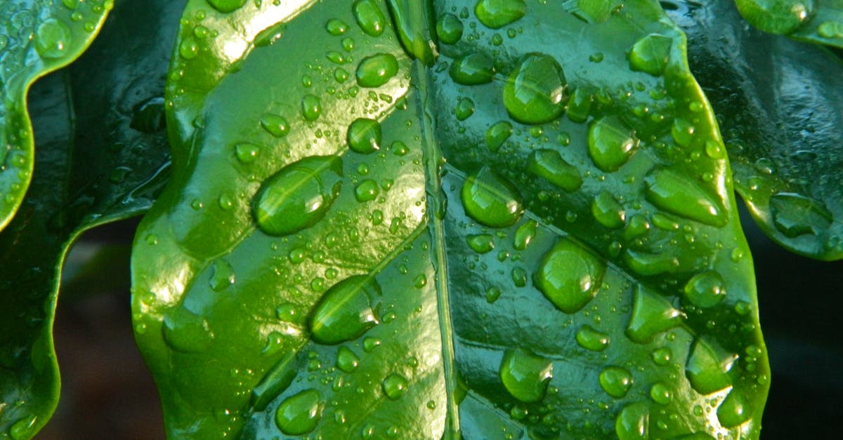 Secrets to making crystal clear gelatin? - Close-up Photography of Leaf With Water Drops