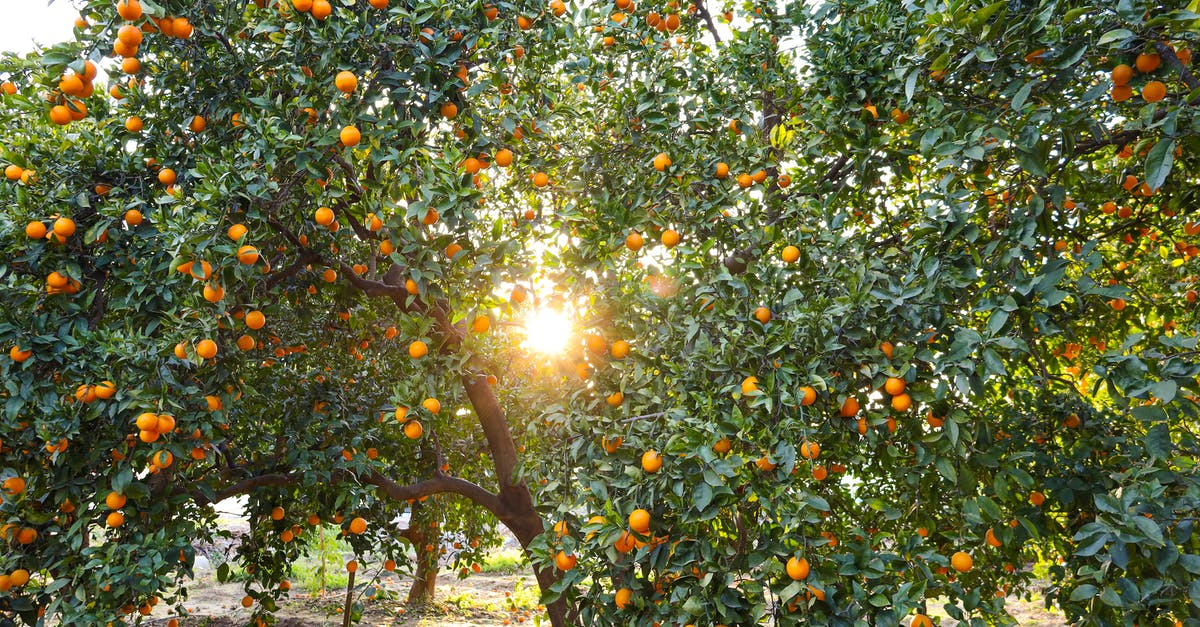 Seville oranges for marmalade - how important is freshness? - Orange Bearing Tree