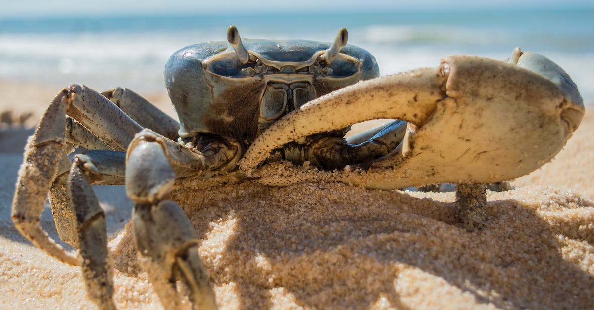 Shore caught crabs - Crab on Beach