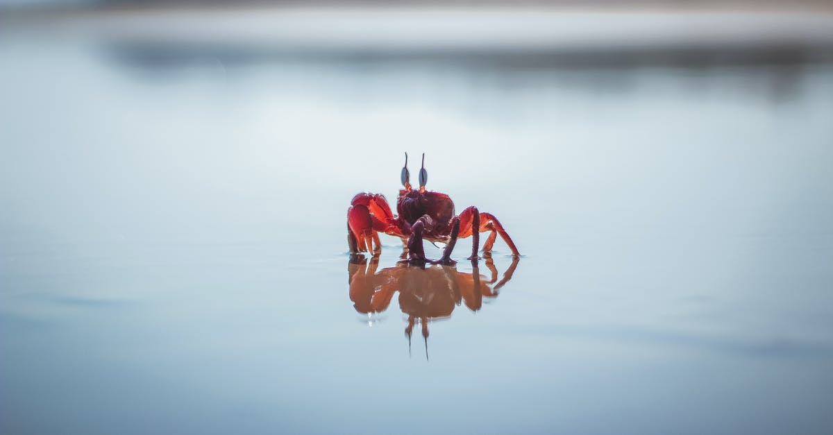 Shore caught crabs - Red Crab on White Water