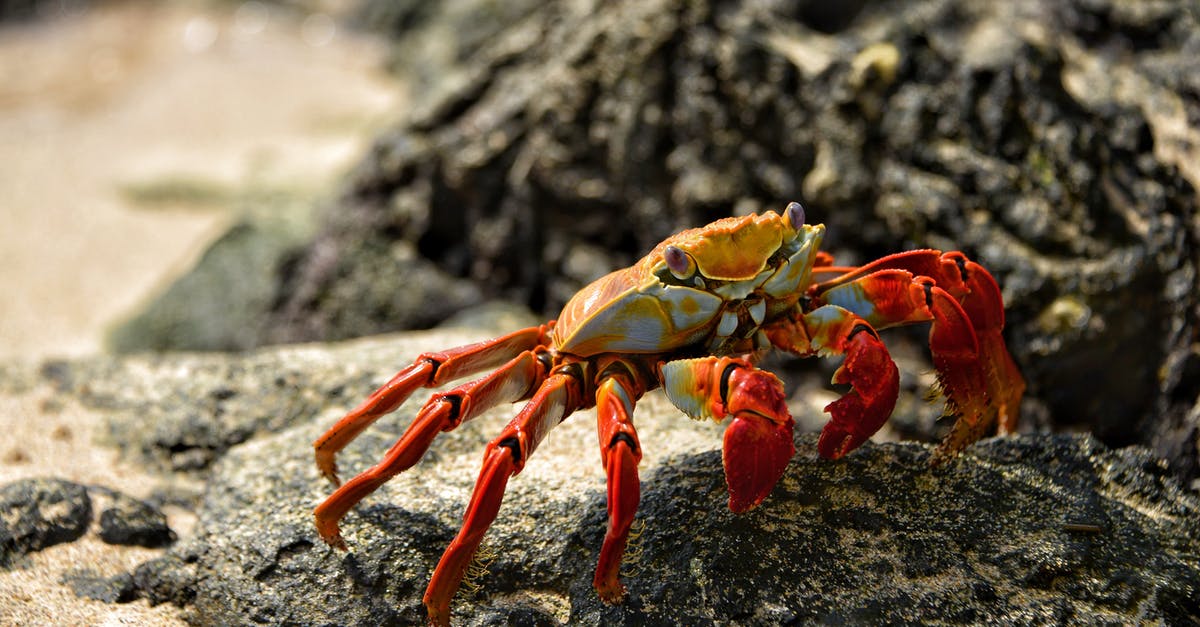 Shore caught crabs - Orange Crab in Shallow Photo