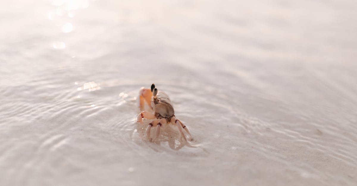 Shore caught crabs - A Small Crab on the Shore