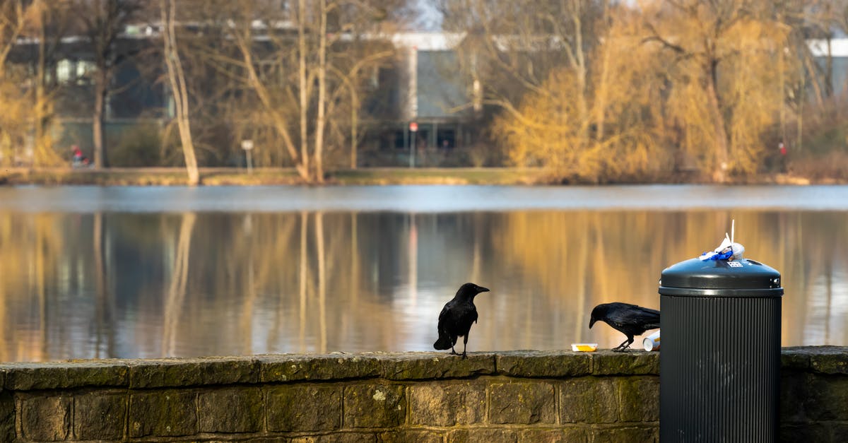 Should canned peas' water be discarded? - Black Duck on Brown Wooden Dock