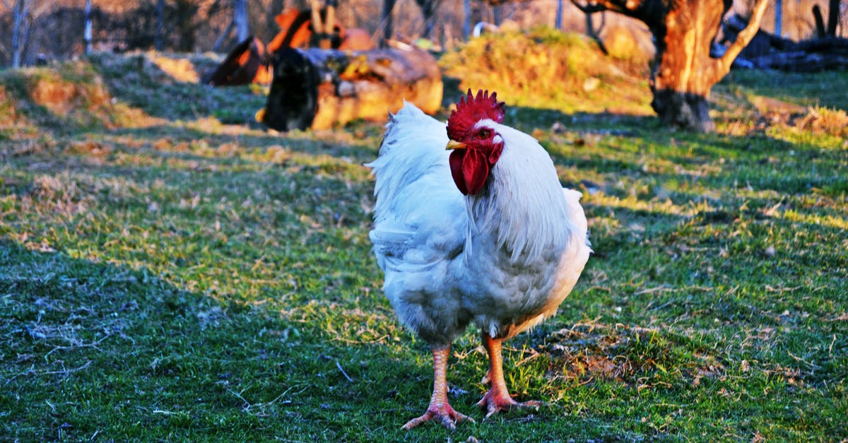 Should chicken be seasoned before vacuum sealing? - White Rooster on Green Grass Field