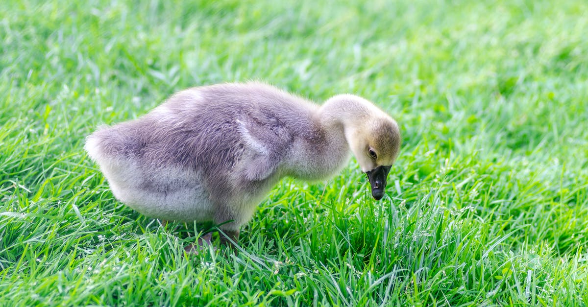 Should I brown meat for stew? - Gray Duckling on Grass