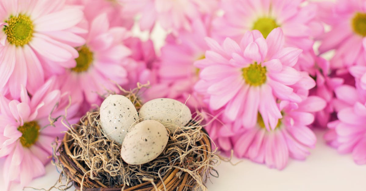 Should I include egg shells in my stock? - Photo Of Eggs Near Pink Flowers