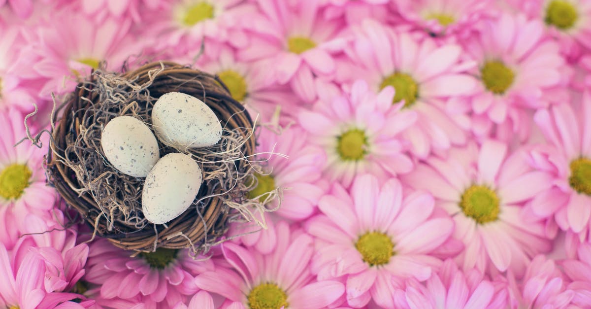 Should I include egg shells in my stock? - Photo Of Eggs On Top Of Pink Daisy