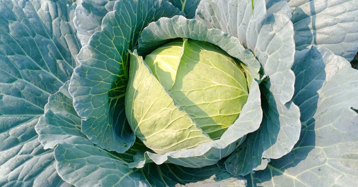 Should I top up pickling cabbage solution? - Free stock photo of bright, cabbage, color